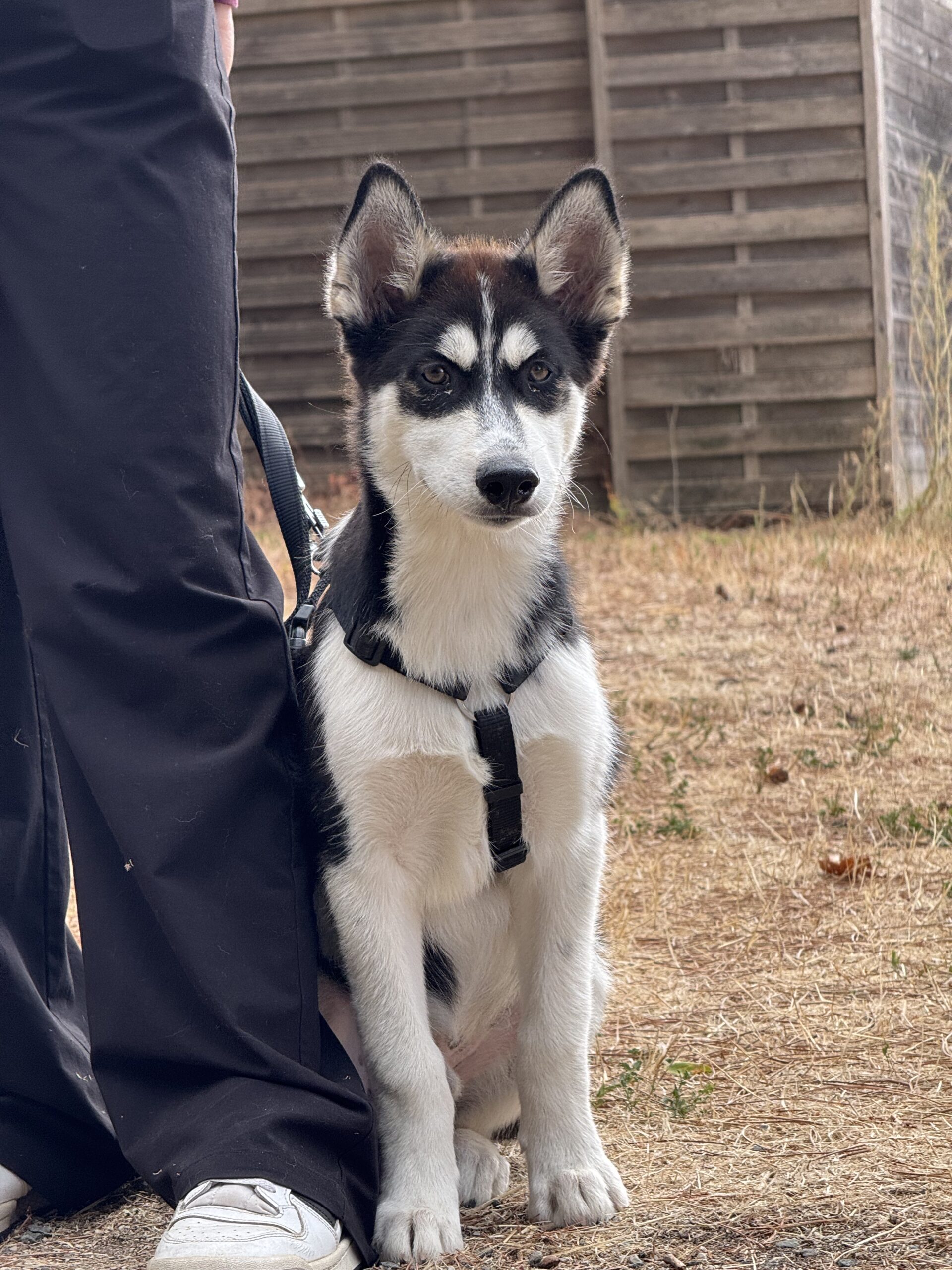 Jeune chiot participant à un temps d'éducation canine proposé par DIAGONALES