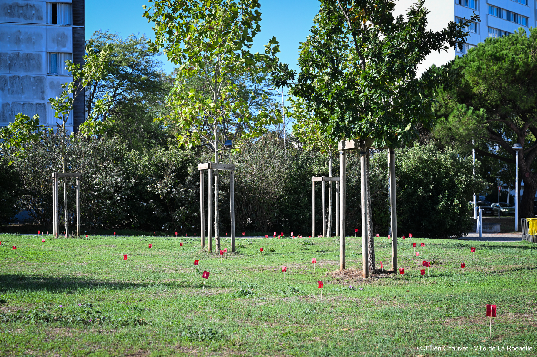 Coquelicots rouges installés dans un espace vert lors de l'Opération Coquelicot à La Rochelle